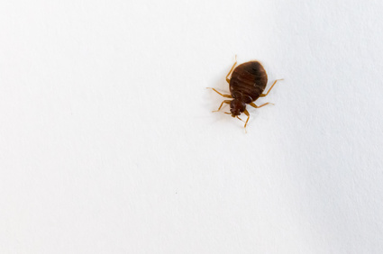 Best Bed Bug Mattress Encasement